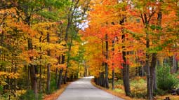 autumn leaves in new england