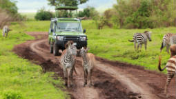 Zebras and Car