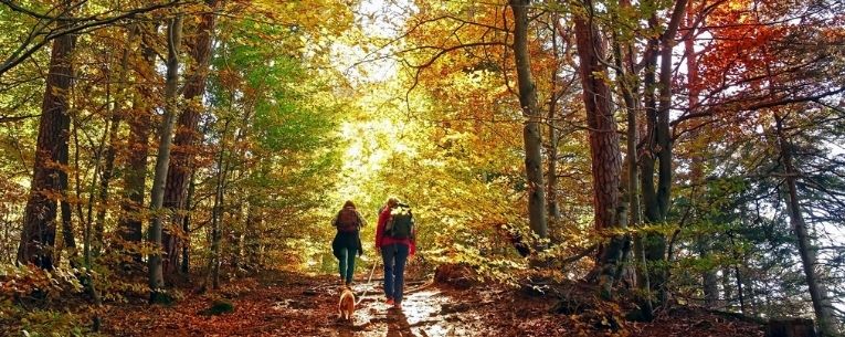 Allianz - hikers in the forest