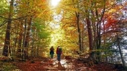 hikers in the forest